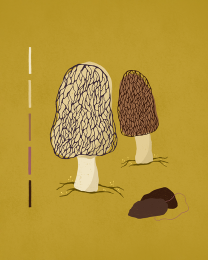 Morels
