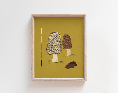 Morels