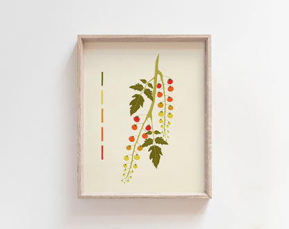 Tomato Branch