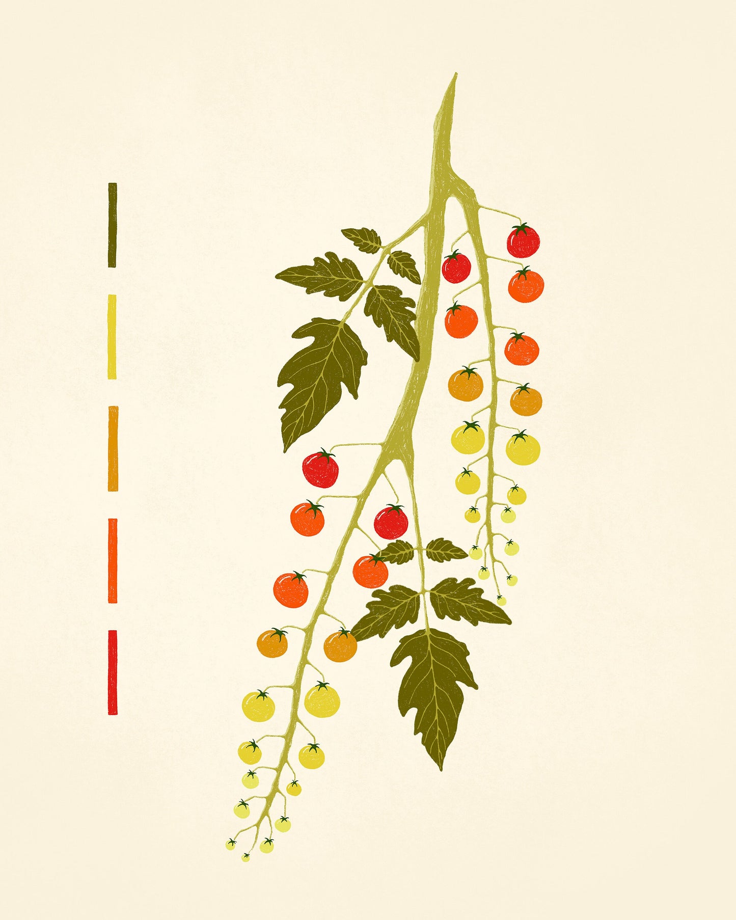 Tomato Branch
