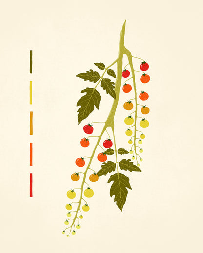 Tomato Branch